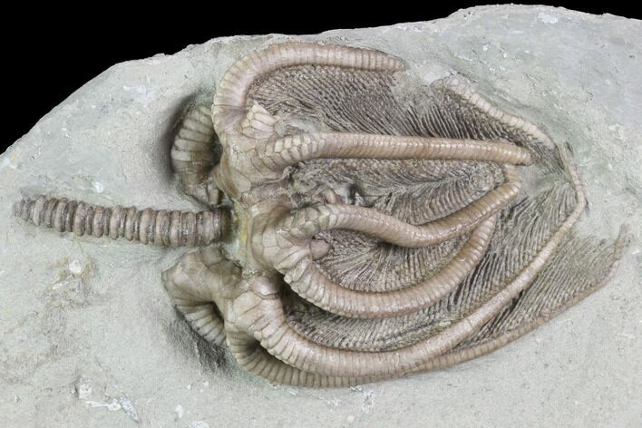 Crinoid (Agaricocrinus) Fossil - Crawfordsville, Indiana #99939